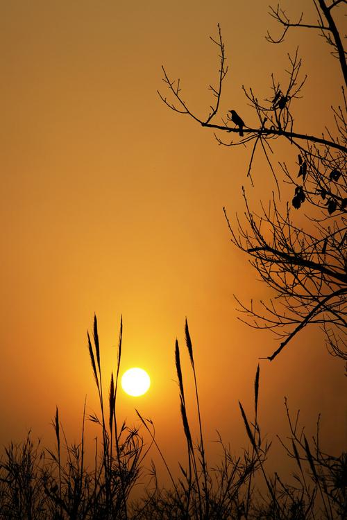 夕阳西下,老树昏鸦
