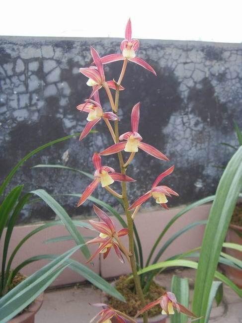 请欣赏江山美人花开～-墨兰篇-中国兰花交易网社区