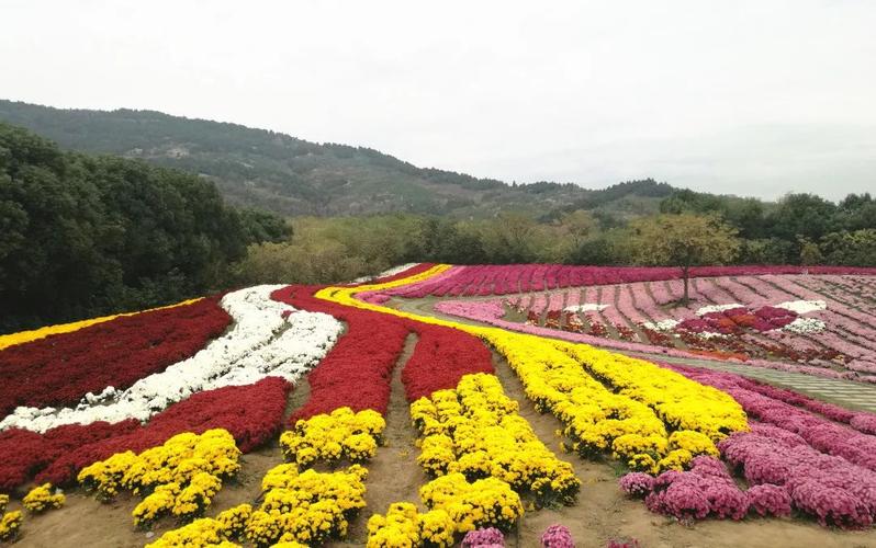新菊花品种让花海更美