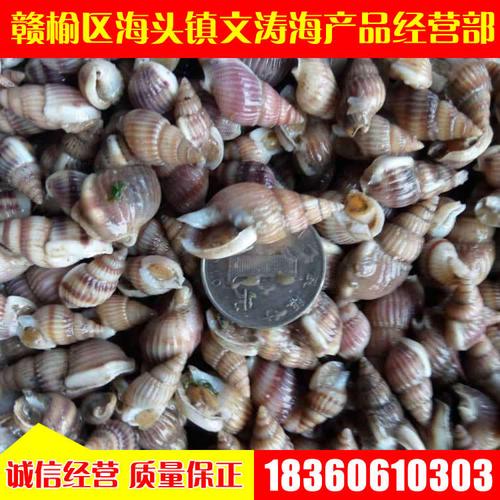 新鲜鲜活毛螺 尖角螺 毛罗 响螺 贝类 海鲜海产品批发 海.