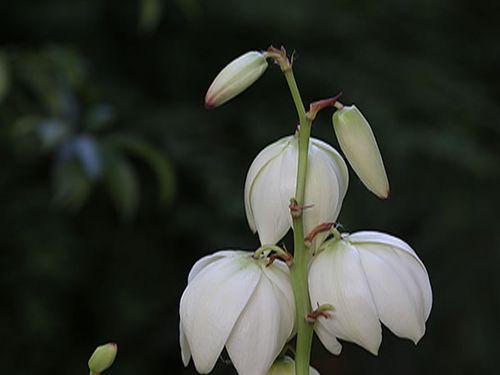 凤尾兰花语是什么 凤尾兰花期有多长