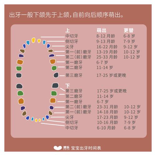 澳乐:宝宝出牙晚有问题?你肯定需要这份出牙时间表