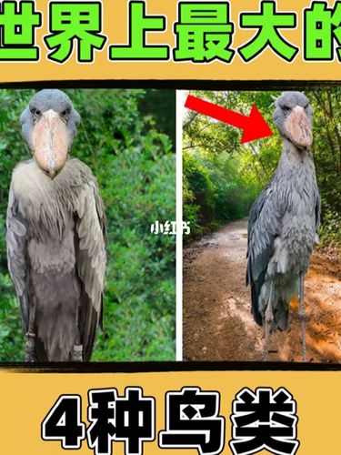 世界上最大的四种鸟类_趣味知识科普_社科_科学科普