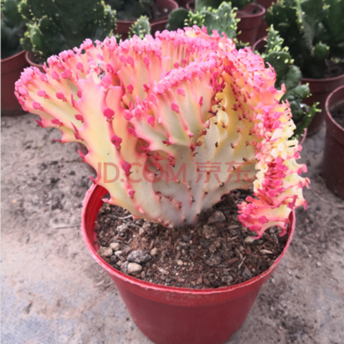 【玉麒麟】盆栽金麒麟 绿植花卉 彩春风 多肉辐射植物