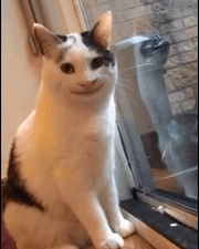 gif 动图_gif_动图_猫咪_official_cat表情