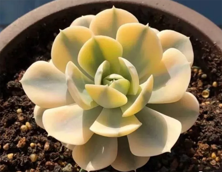 怎么让多肉出锦,多肉出锦好吗?