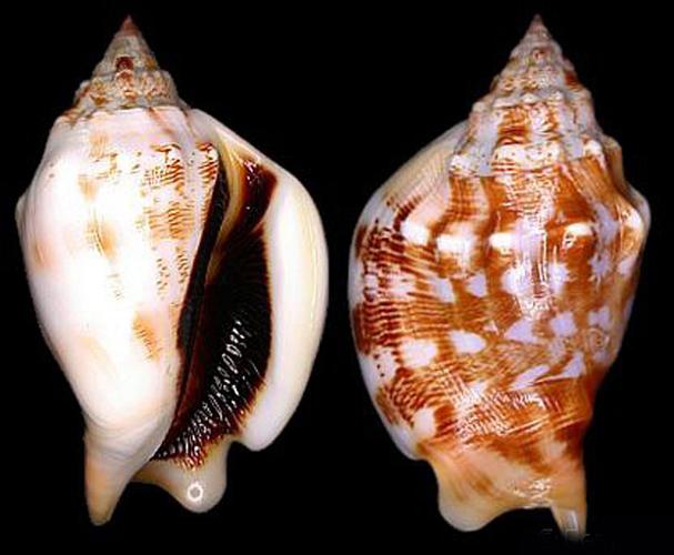  p>保和凤凰螺,贝壳体部通常扩张,具有突起.