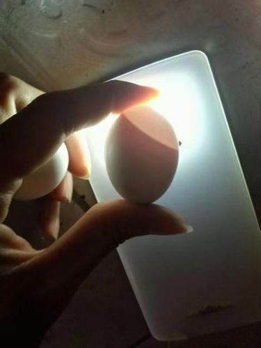 分享信鸽受精蛋孵化全过程