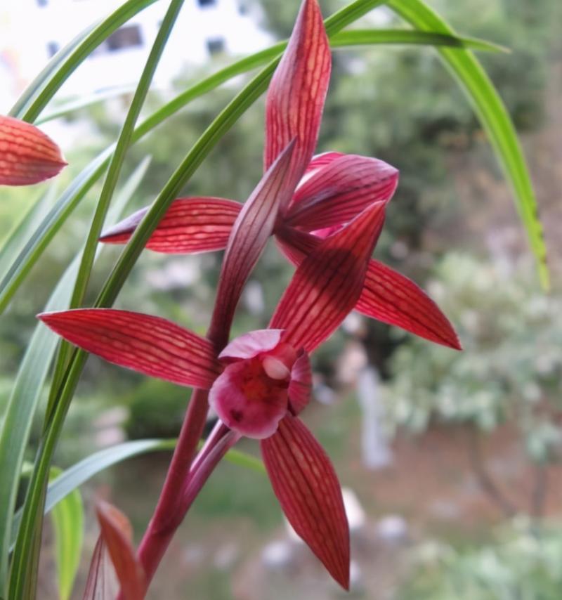 云南|兰花|红素_新浪新闻