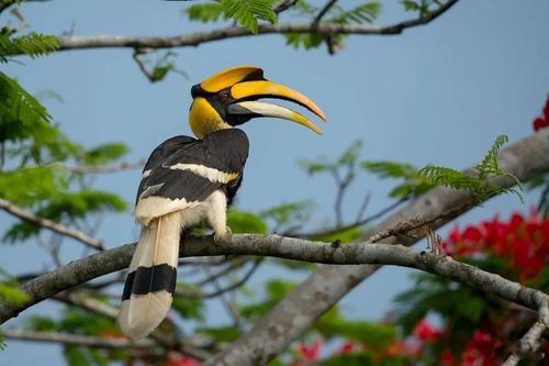 【多样云南】动物园里常见的云南本土物种