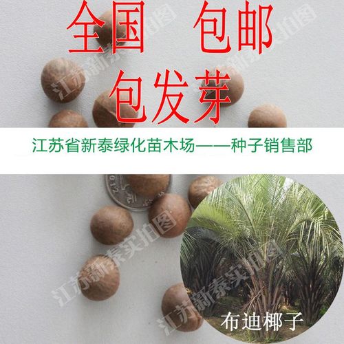 购客假槟榔种子热带树柚木胭脂树冻子椰布迪椰子木鳖子木鳖果木鳖种子
