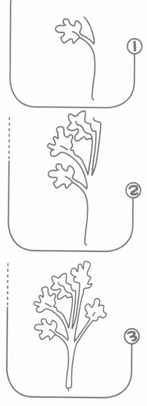 香菜简笔画步骤图解教程