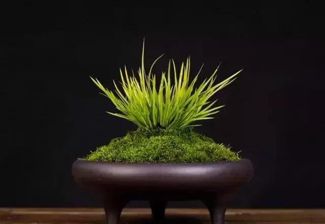 文房菖蒲:日本菖蒲的品种辨识与鉴赏