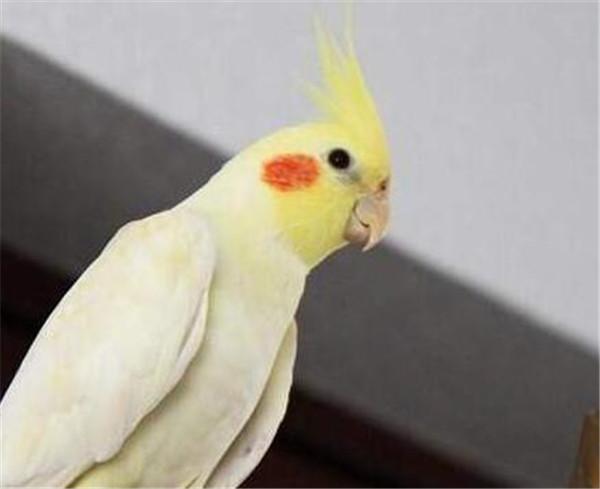 玄凤鹦鹉会说话吗玄凤鹦鹉有哪些种类
