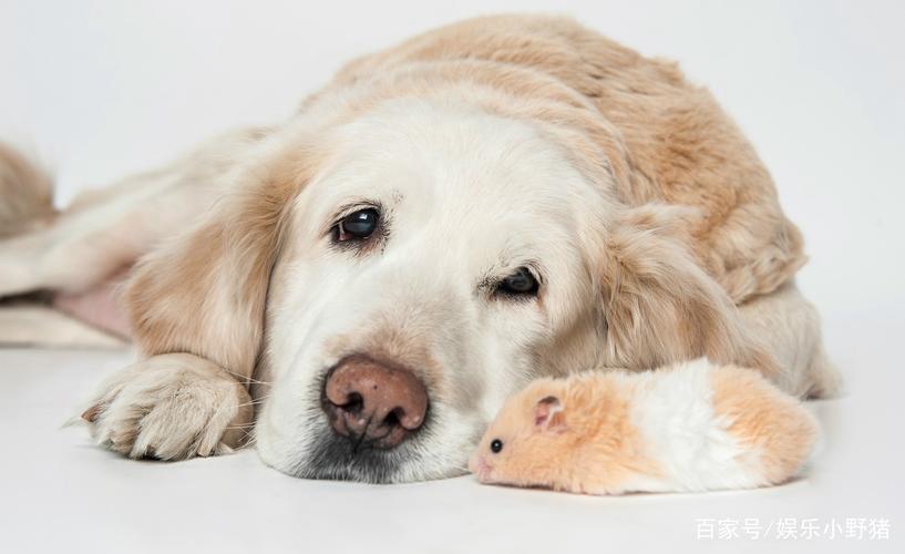 金毛与小老鼠的艺术照片,太萌了