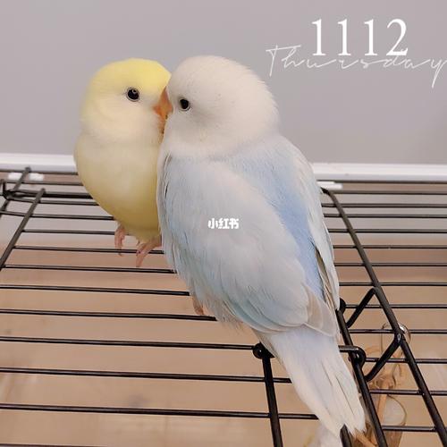 牡丹鹦鹉宝宝两只可爱粘人精_牡丹_牡丹鹦鹉_宠物