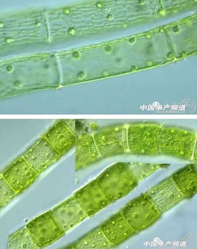 提醒珍藏!史上最全高清藻类图谱(1)