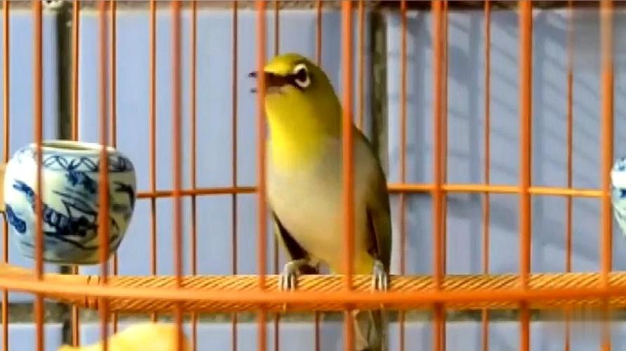  b>绣眼鸟大叫 /b>,没听过它怎么叫,视频来看看吧