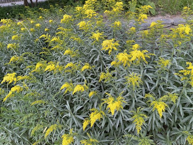 加拿大一枝黄花菊科一枝黄花属请问是什么花