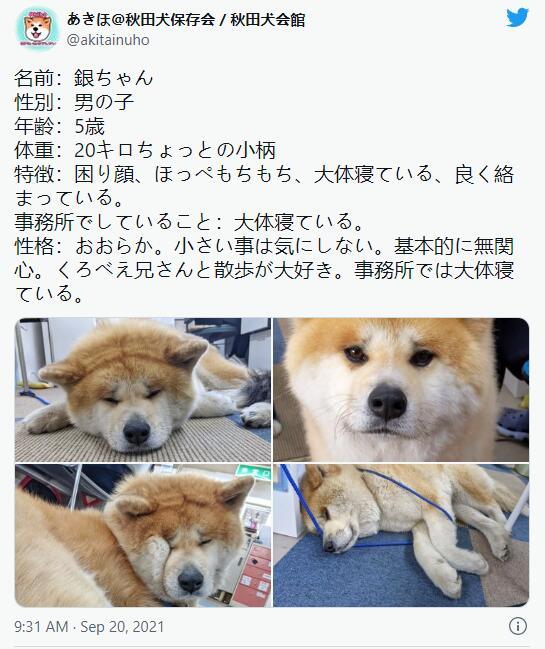 哭哭脸秋田犬表情超哀愁:掉毛程度根本不担心会秃头!
