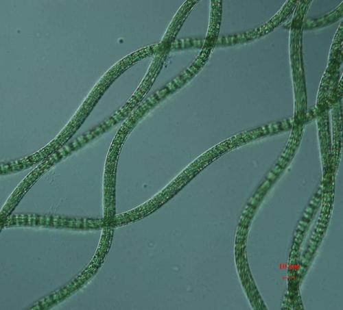 蒲柘倒置生物显微镜下的螺旋藻