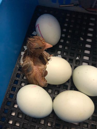 小鸡刚出生时,身体是湿漉漉的,必须在机器里放一段时间,它的毛才会干