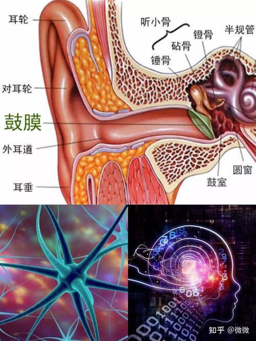为什么神经性耳鸣和神经性耳聋不能治愈