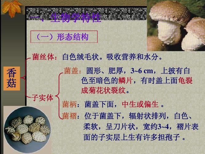 香菇栽培技术ppt