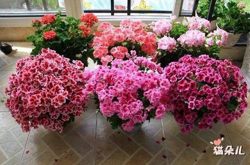 家有这花真享福,全年开花,不用管也开爆盆!
