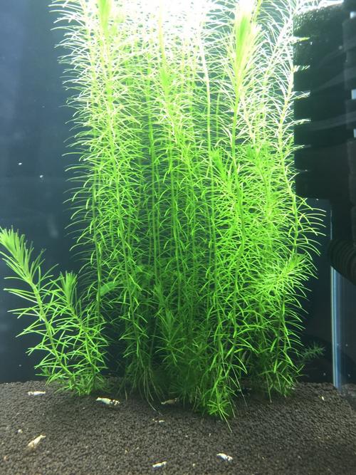 求助,朋友发来的图片,想知道缸里的水草是什么品种?谢谢
