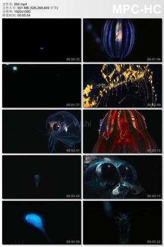 探测器深海海洋生物发光生物透明生