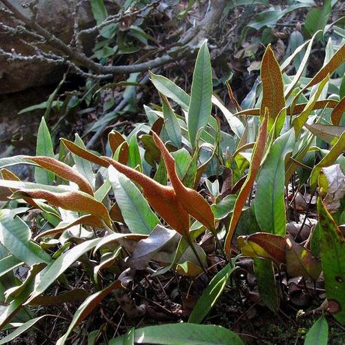 石韦的功效与作用有哪些石韦种植前景怎么样