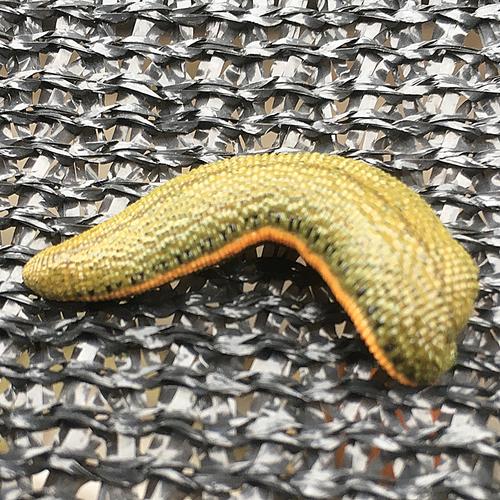 菲牛蛭 蚂蟥 药用水蛭 金边蚂蝗 水蛭 金边水蛭