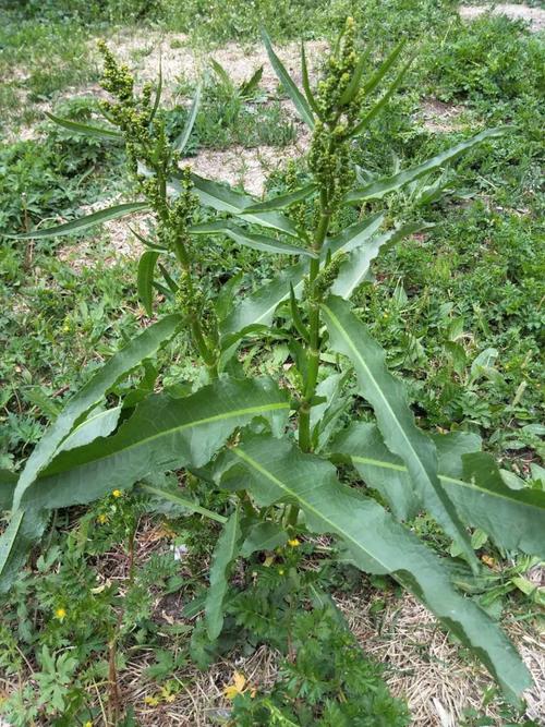 日月峡本草拾零:巴天酸模