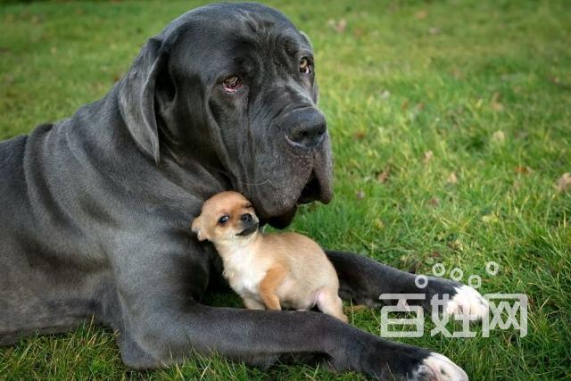 英熬马士提夫犬
