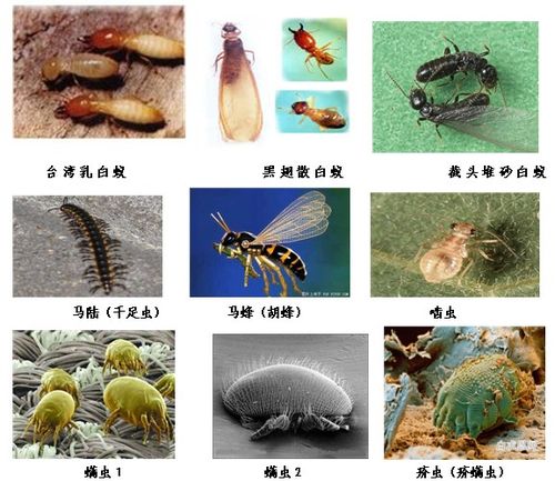 常见害虫识别图片(蚊蝇类)