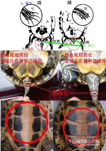 由上面的巴西龟公母图片对比来看,我们可以知道巴西龟分公母主要有四