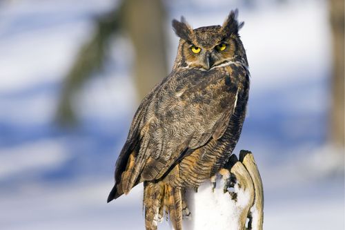 great horned owl, bird, spirit-animals.com