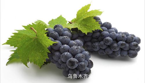 厂家批发 500g新疆黑葡萄干 新疆特产黑加仑葡萄干