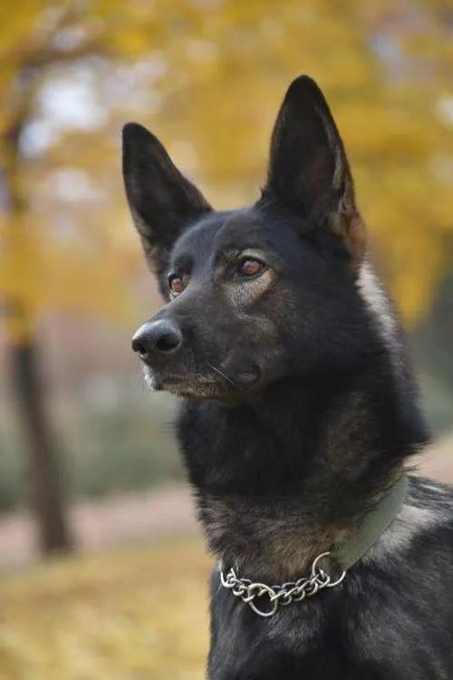 全国冠军功勋昆明犬"黑狼"和主人付屹战友情深