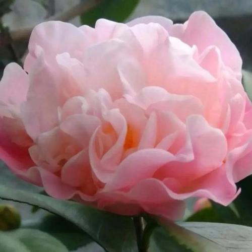 色彩瑰丽,风姿绰约,150种最美艳山茶花让你一次爱个