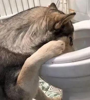 二哈偷喝白酒 上头以后扶着马桶吐的样子 让人心疼不已