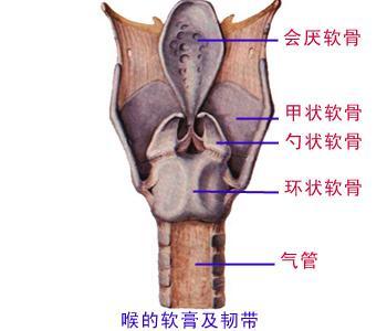 环状软骨位于甲状软骨下方,形似一带印章的戒指,为喉软骨中唯一呈环形