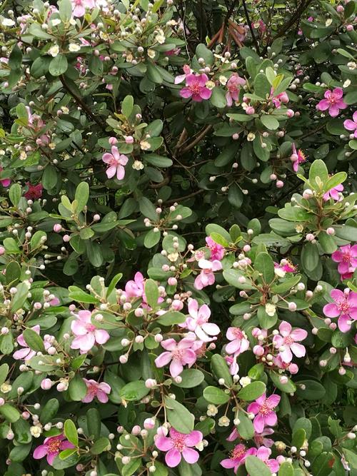 野果中真正量产的是山稔子,漫山遍野,乌黑透亮,太具诱惑力了.