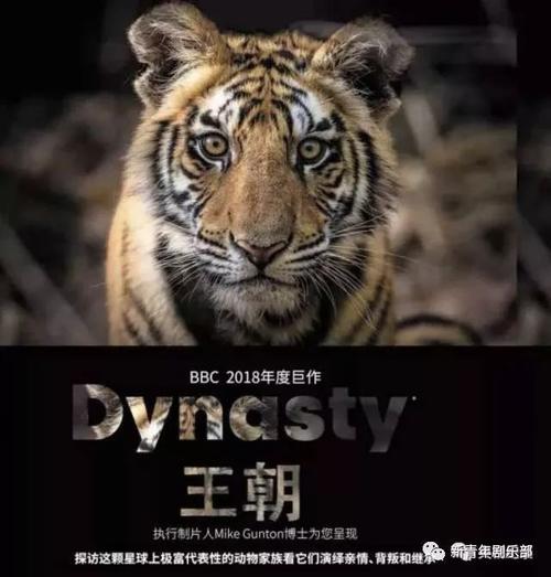 不止《国家宝藏》,《舌尖3》《航拍中国2》等一大波纪录片在路上