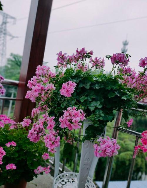 室内盆栽"新宠"—垂吊天竺葵,花叶俱美,常年开花,你