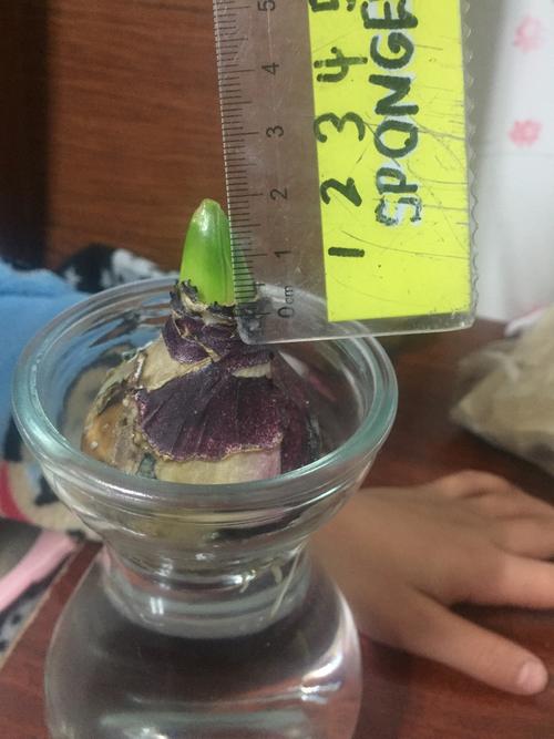 吴林航的水培风信子观察记录