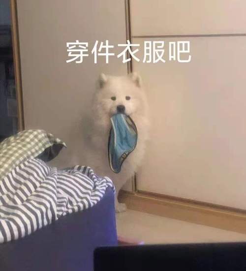 穿件衣服吧狗狗表情包穿件狗狗衣服表情