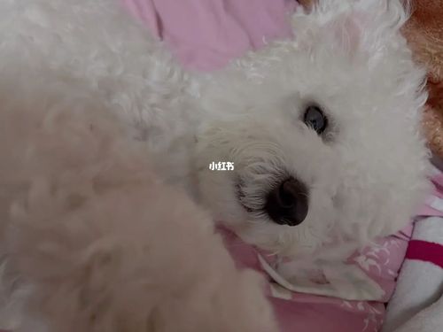 比熊|一个奇怪又可爱的物种_比熊_柯基_宠物_t恤_隔离