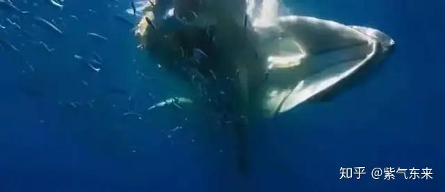 据科学家介绍这条三米长的鲸落在南海1600米海深下发现,根据其所残剩